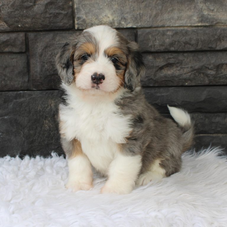 F1 merle tri-color mini Bernedoodle male. Health tested, genetic clear, OFA Tested