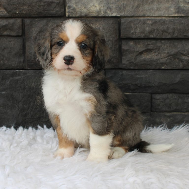 F1 merle tri-color mini Bernedoodle male. Health tested, genetic clear, OFA Tested