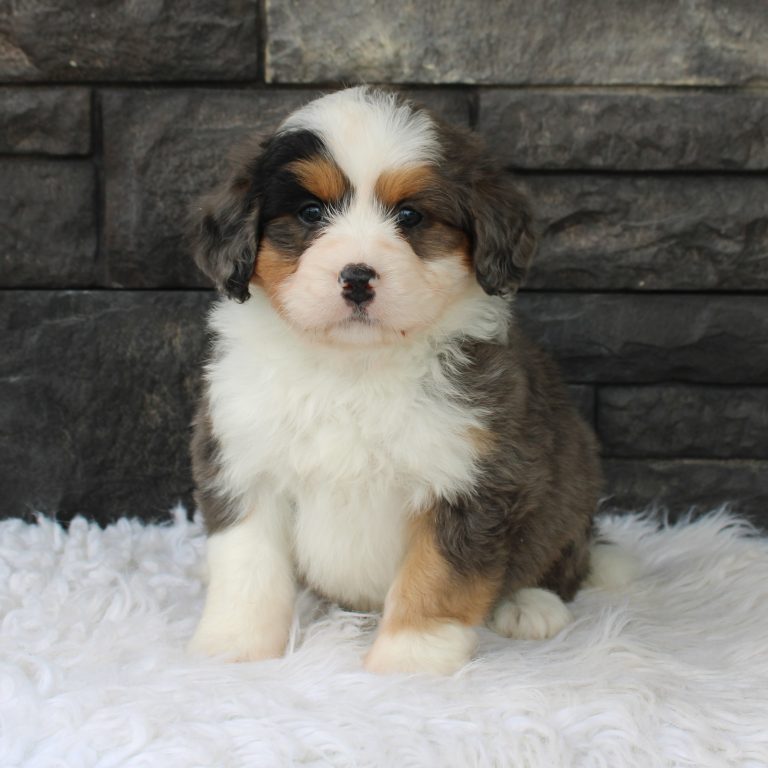 F1 blue merle tri-color mini Bernedoodle male. Health tested, genetic clear, OFA Tested Parents