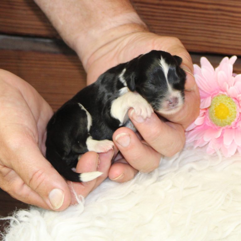 black tri-color female F1 mini Bernedoodle Parents genetically tested and OFA tested.