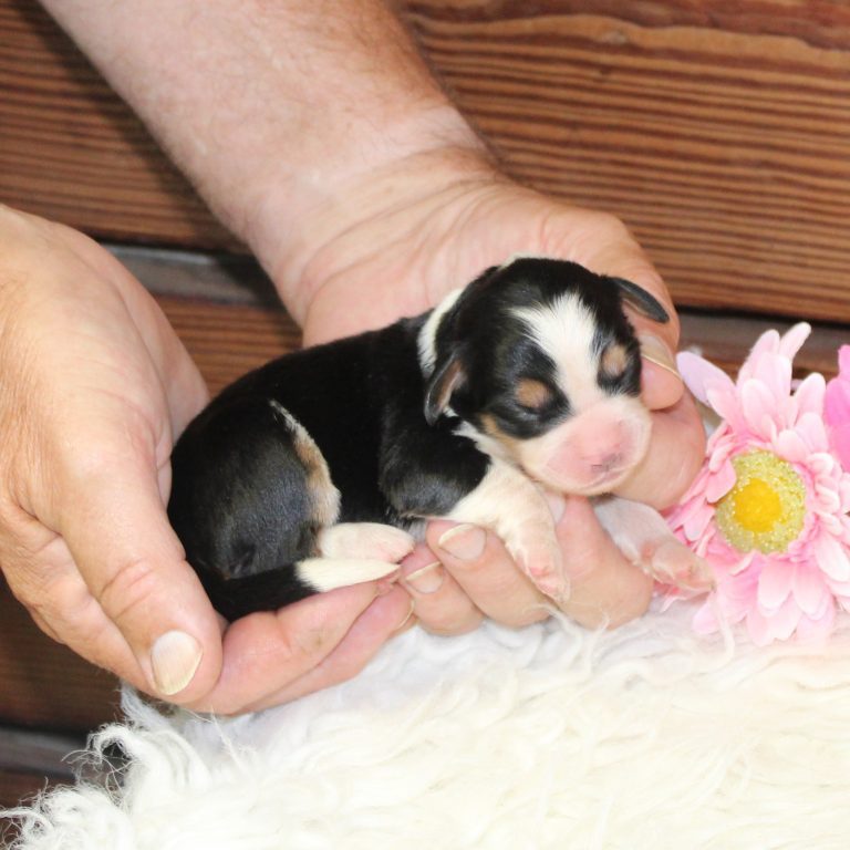 black tri-color female F1 mini Bernedoodle Parents genetically tested and OFA tested.
