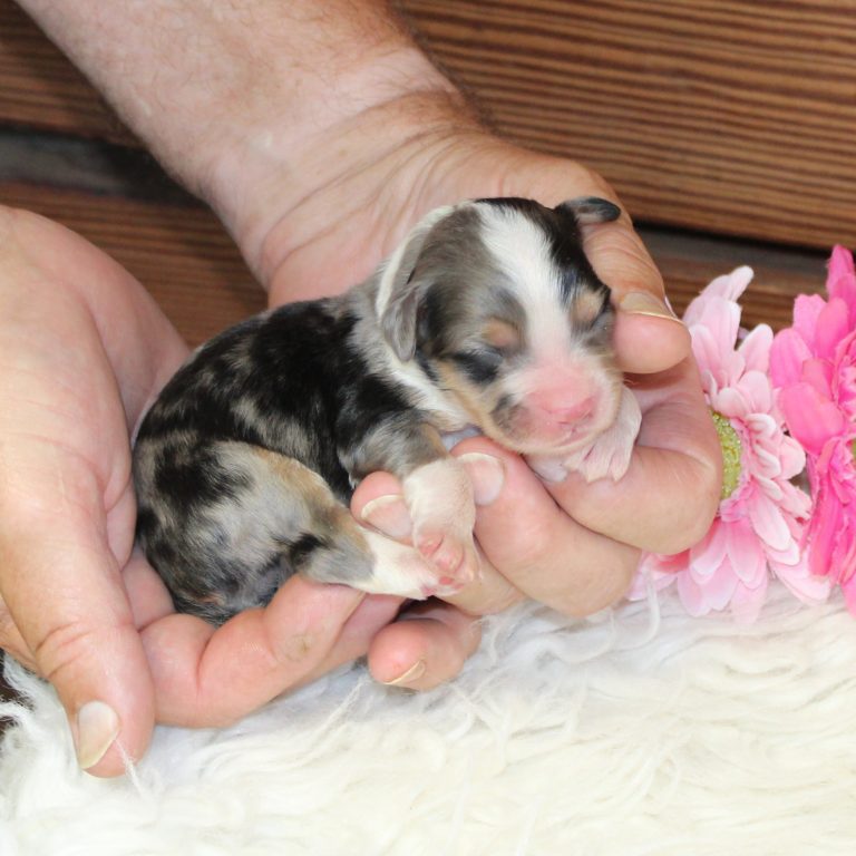 BLUE MERLE tri-color female F1 mini Bernedoodle Parents genetically tested and OFA tested.