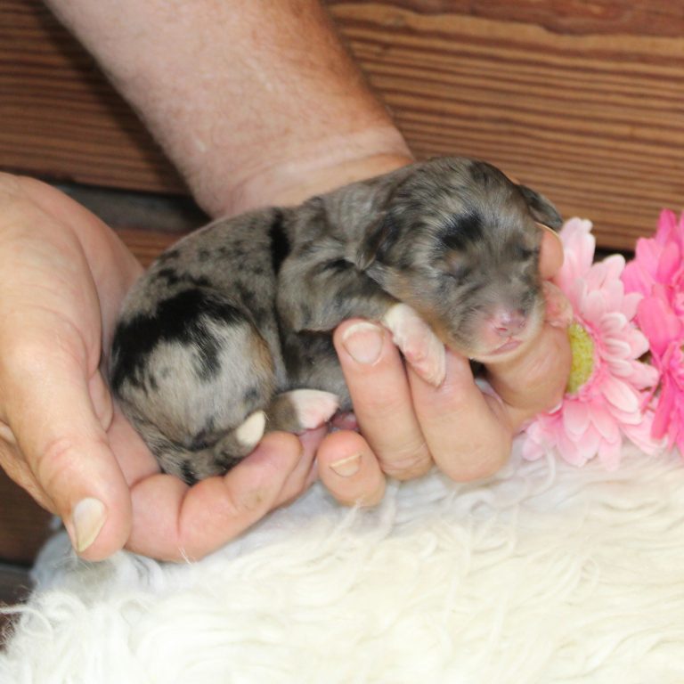 BLUE MERLE tri-color female F1 mini Bernedoodle Parents genetically tested and OFA tested.