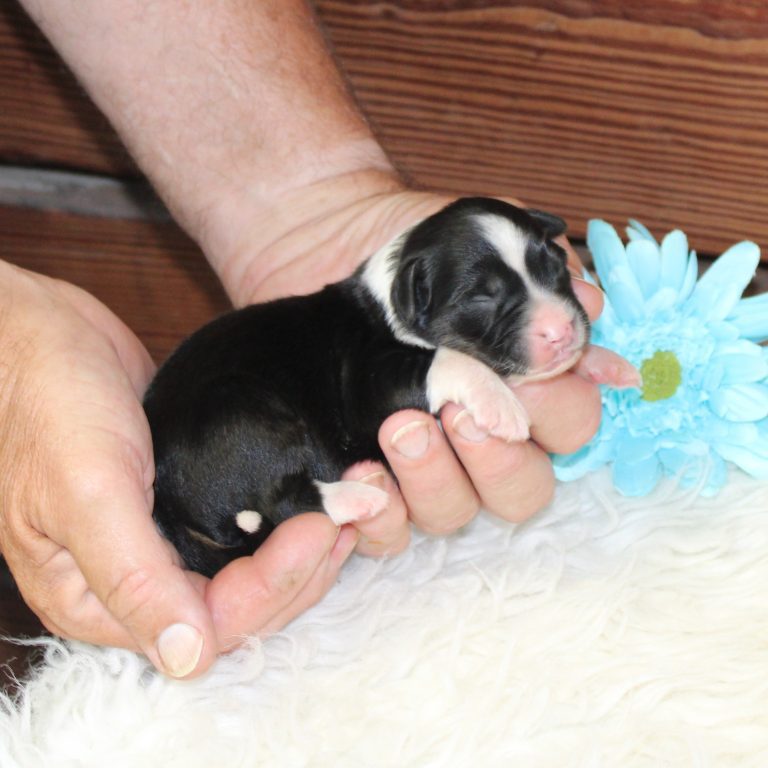 F1 black tri-color mini Bernedoodle male. Health tested, genetic clear, OFA Tested