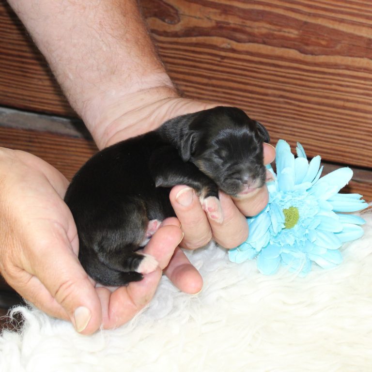 F1 black tri-color mini Bernedoodle male. Health tested, genetic clear, OFA Tested
