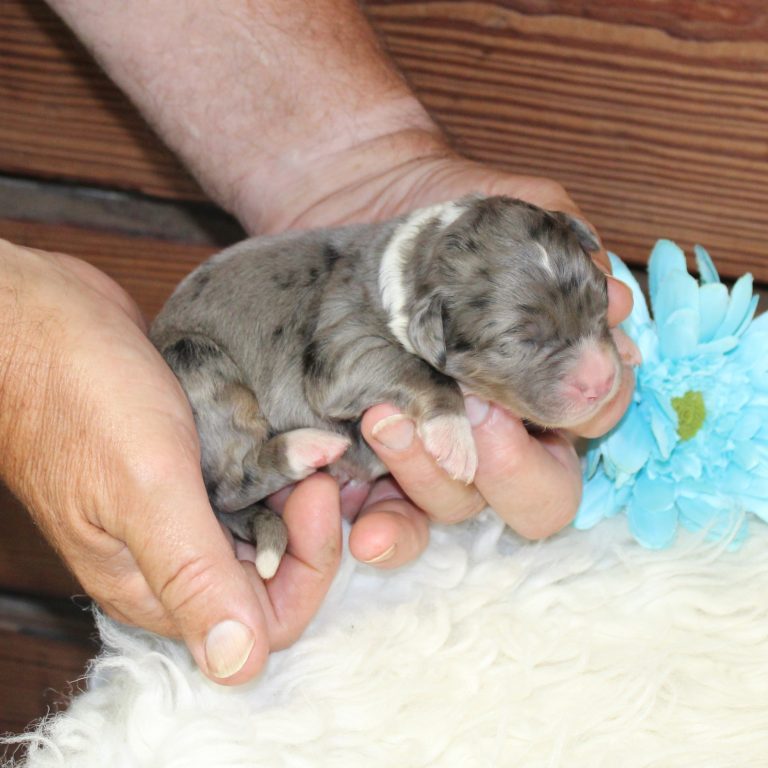 F1 merle tri-color mini Bernedoodle male. Health tested, genetic clear, OFA Tested