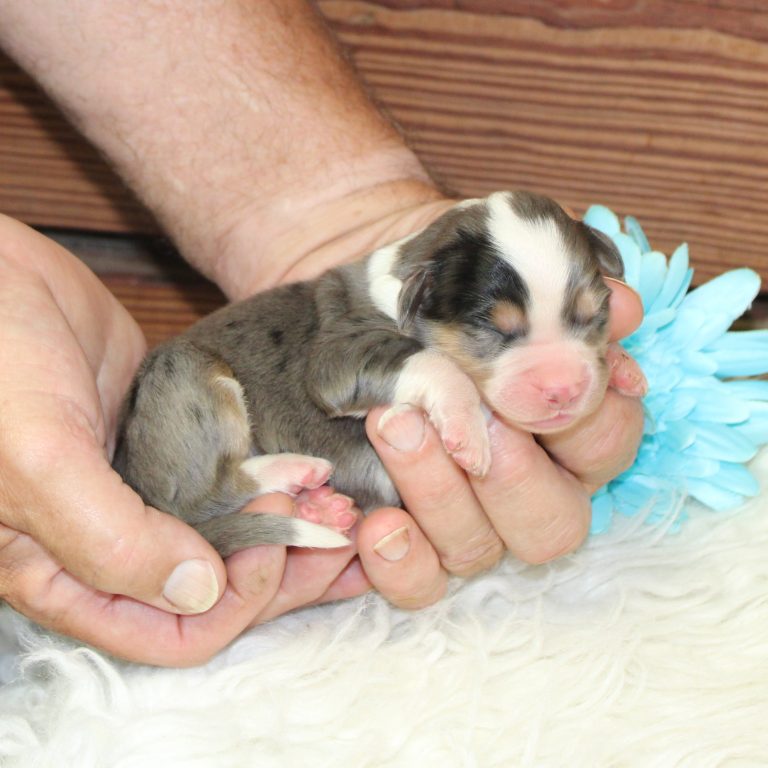 F1 merle tri-color mini Bernedoodle male. Health tested, genetic clear, OFA Tested