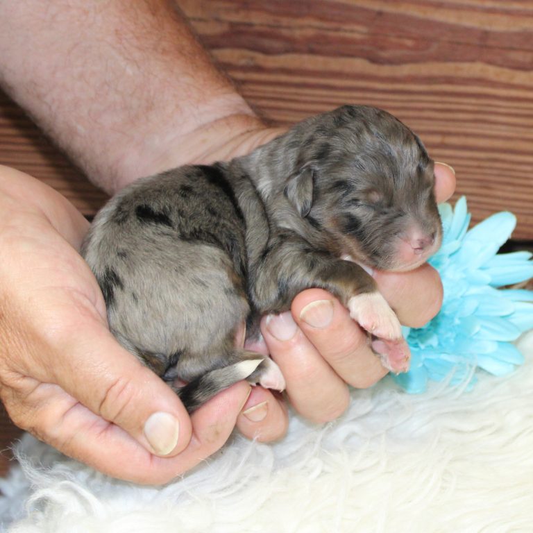 F1 merle tri-color mini Bernedoodle male. Health tested, genetic clear, OFA Tested