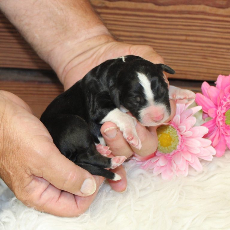 black tri-color female F1 standard Bernedoodle Parents genetically tested and OFA tested.