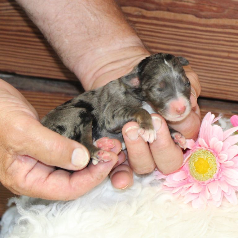 blue merle tri-color female F1 standard Bernedoodle Parents genetically tested and OFA tested.