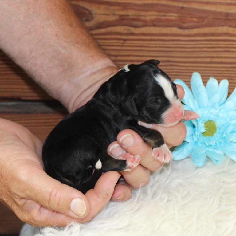 BLACK tri-color male F1 standard Bernedoodle Parents genetically tested and OFA tested.