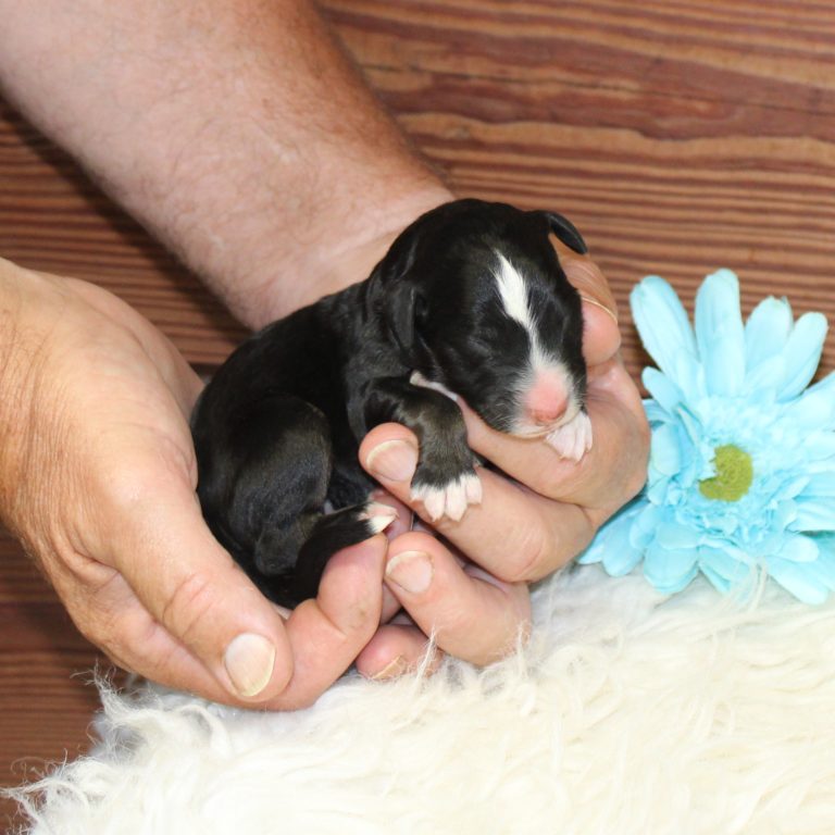 BLACK tri-color male F1 standard Bernedoodle Parents genetically tested and OFA tested.