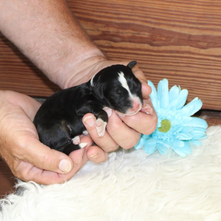 BLACK tri-color male F1 standard Bernedoodle Parents genetically tested and OFA tested.