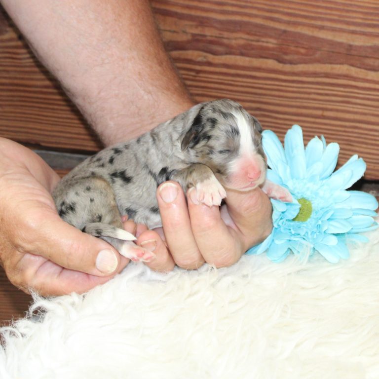 Blue Merle tri-color male F1 standard Bernedoodle Parents genetically tested and OFA tested.