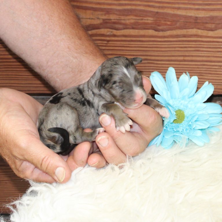 blue merle tri-color male F1 standard Bernedoodle Parents genetically tested and OFA tested.