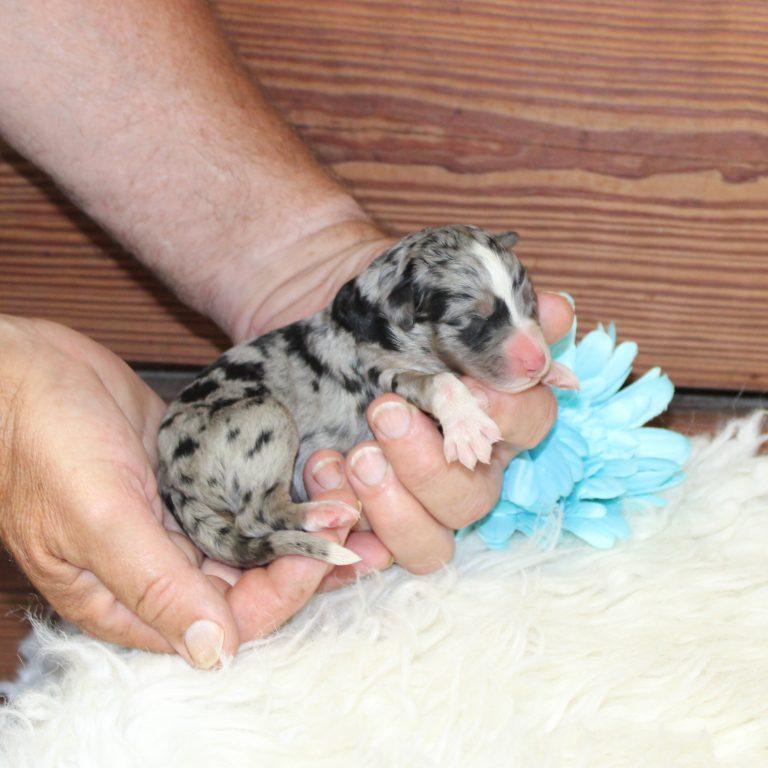 Blue Merle tri-color male F1 standard Bernedoodle Parents genetically tested and OFA tested.