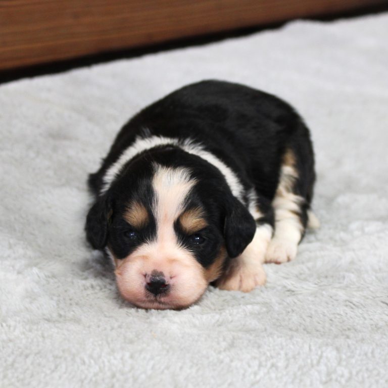black tri-color female F1 mini Bernedoodle Parents genetically tested and OFA tested.