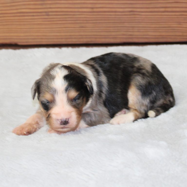 BLUE MERLE tri-color female F1 mini Bernedoodle Parents genetically tested and OFA tested.