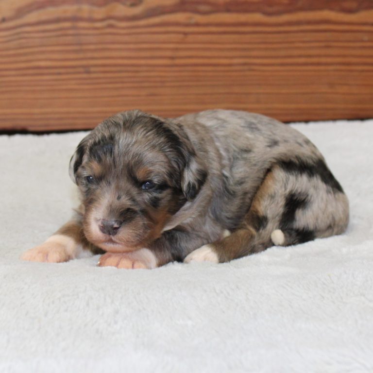 BLUE MERLE tri-color female F1 mini Bernedoodle Parents genetically tested and OFA tested.