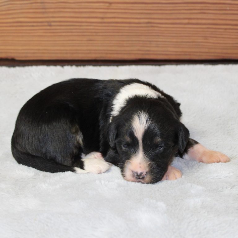 F1 black tri-color mini Bernedoodle male. Health tested, genetic clear, OFA Tested