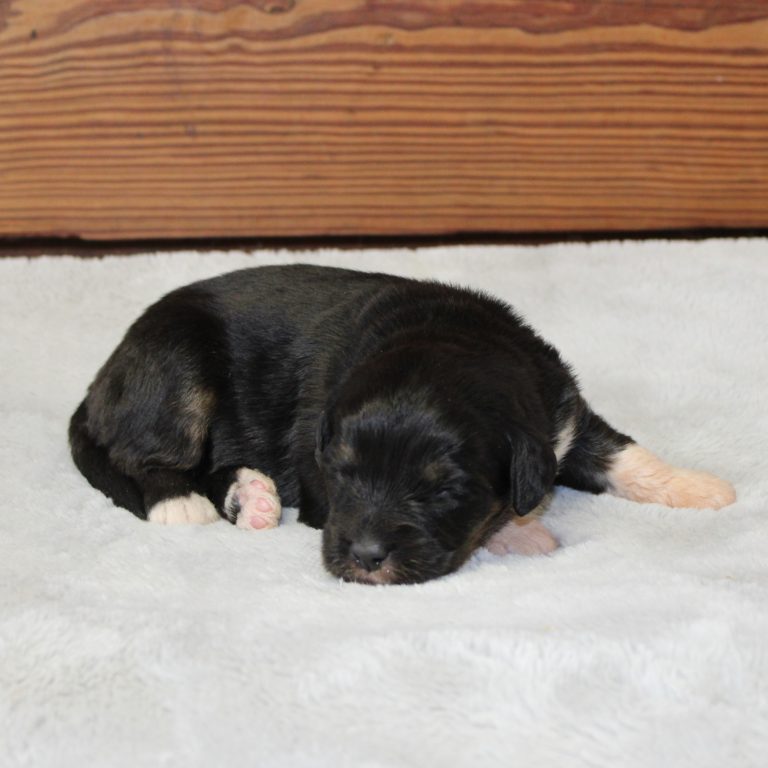 F1 black tri-color mini Bernedoodle male. Health tested, genetic clear, OFA Tested