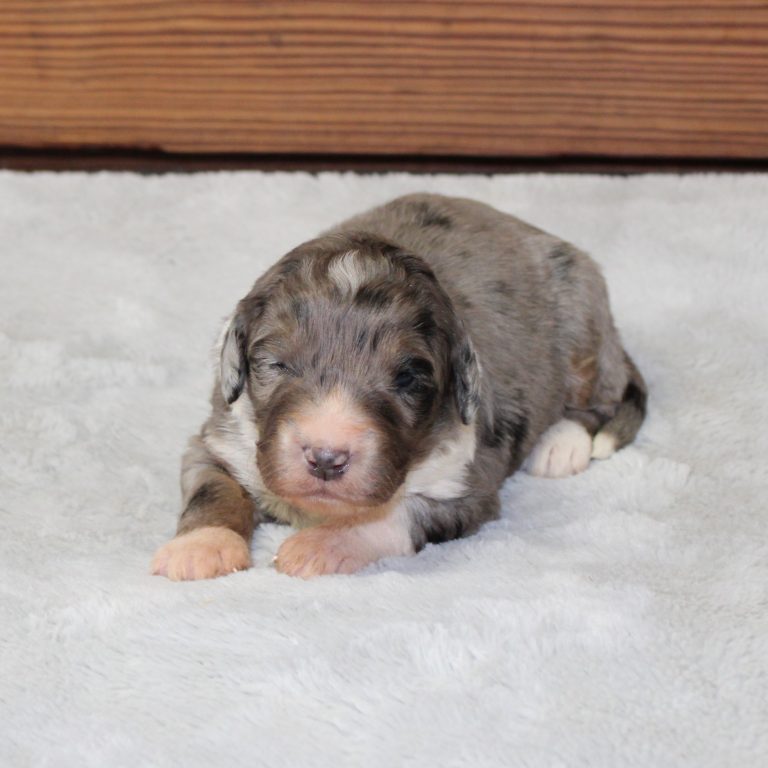 F1 merle tri-color mini Bernedoodle male. Health tested, genetic clear, OFA Tested