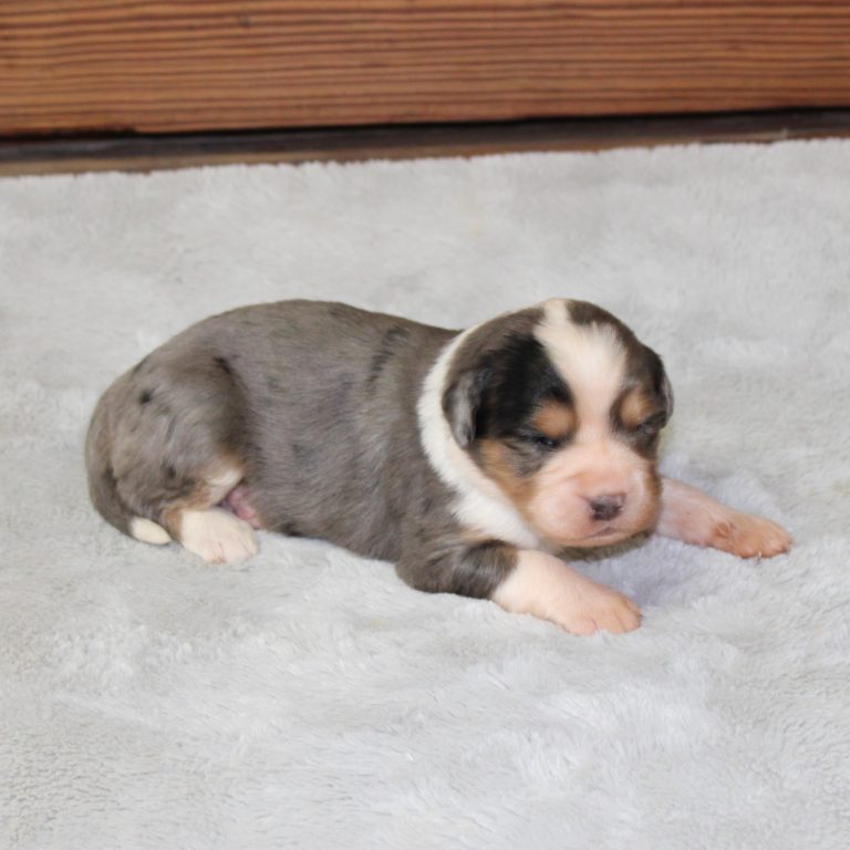 F1 merle tri-color mini Bernedoodle male. Health tested, genetic clear, OFA Tested