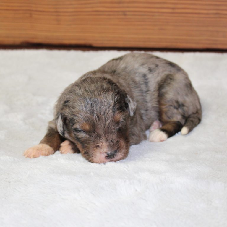 F1 merle tri-color mini Bernedoodle male. Health tested, genetic clear, OFA Tested