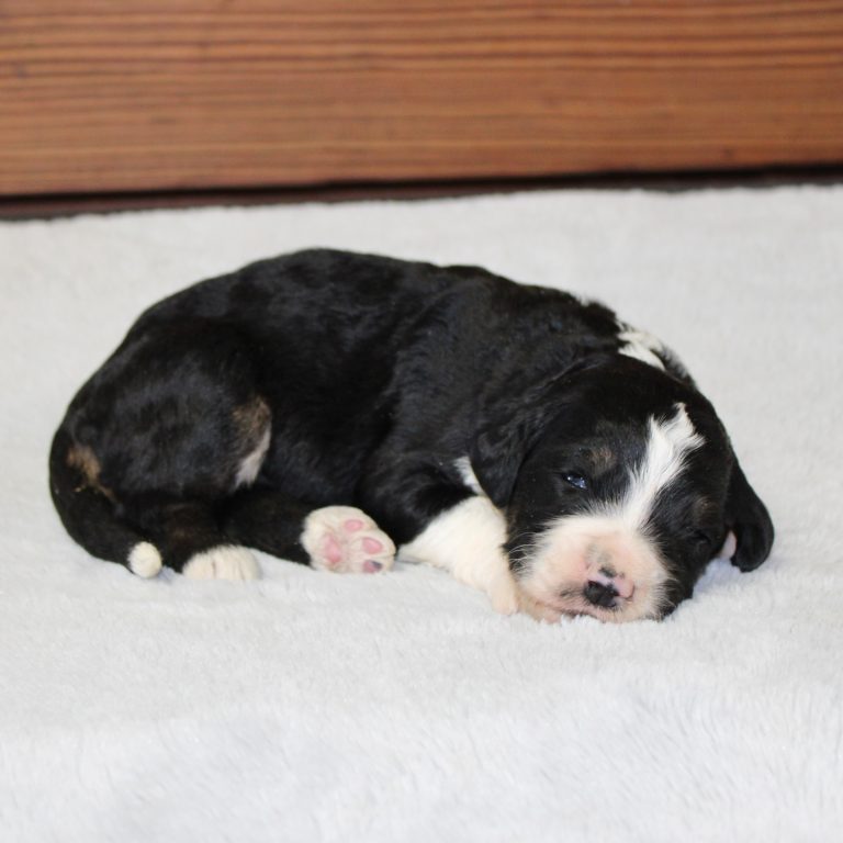 black tri-color female F1 standard Bernedoodle Parents genetically tested and OFA tested.