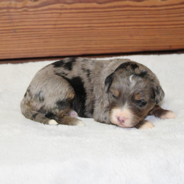blue merle tri-color female F1 standard Bernedoodle Parents genetically tested and OFA tested.