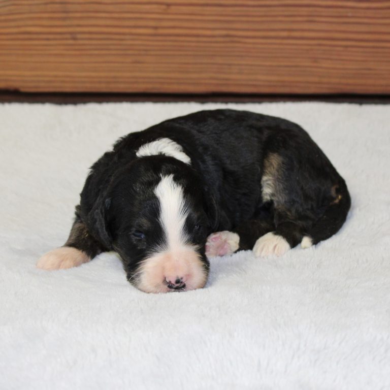 BLACK tri-color male F1 standard Bernedoodle Parents genetically tested and OFA tested.