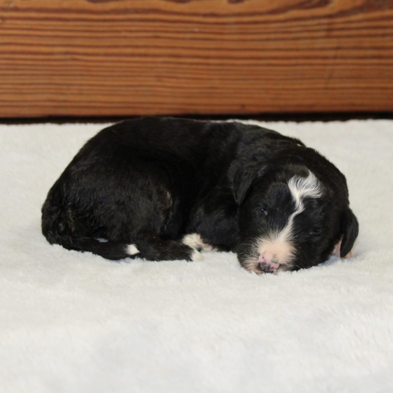 BLACK tri-color male F1 standard Bernedoodle Parents genetically tested and OFA tested.