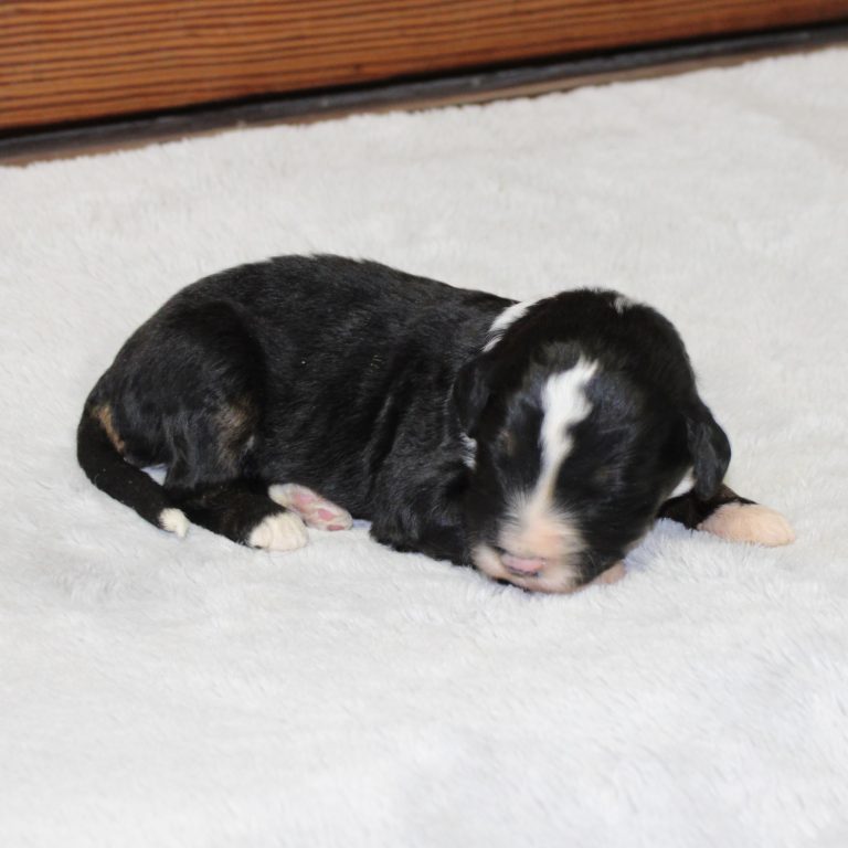 BLACK tri-color male F1 standard Bernedoodle Parents genetically tested and OFA tested.