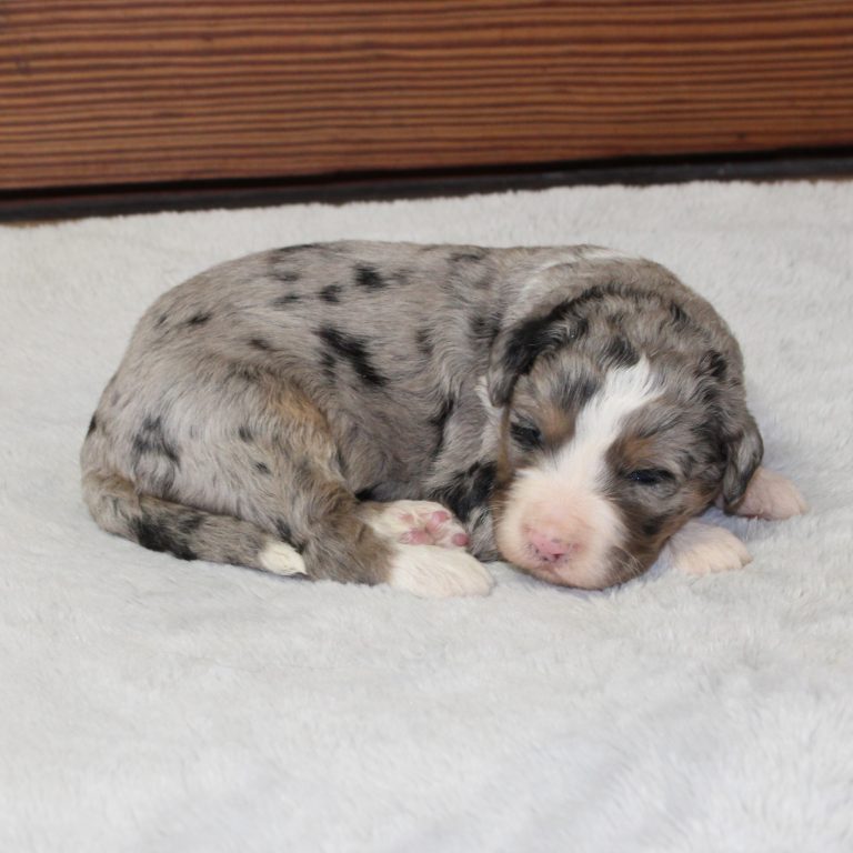 Blue Merle tri-color male F1 standard Bernedoodle Parents genetically tested and OFA tested.