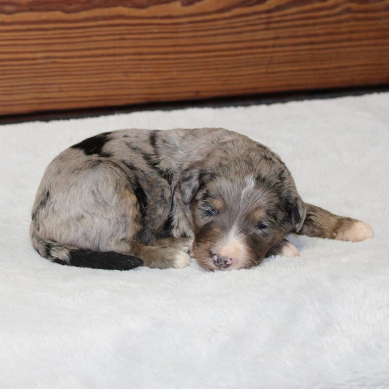 Blue Merle tri-color male F1 standard Bernedoodle Parents genetically tested and OFA tested.
