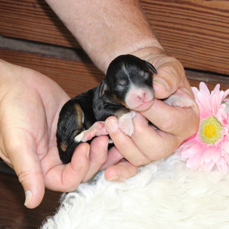 F1b Tiny micro-mini Bernedoodle female black tri-color