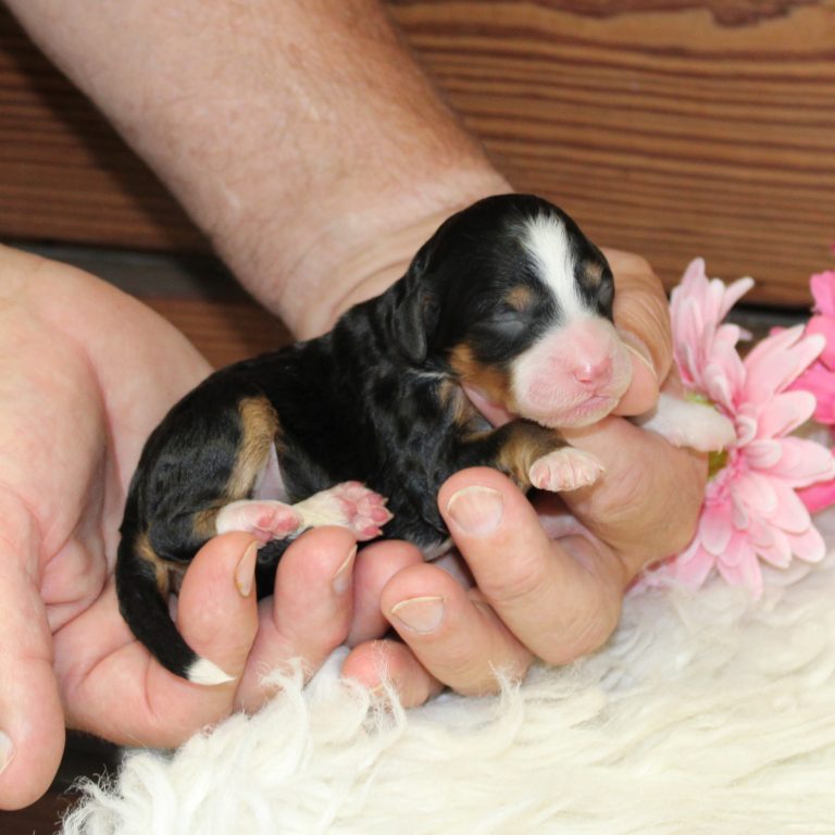 F1b Tiny micro-mini Bernedoodle female black tri-color