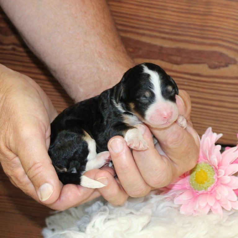 F1b Tiny micro-mini Bernedoodle female black tri-color