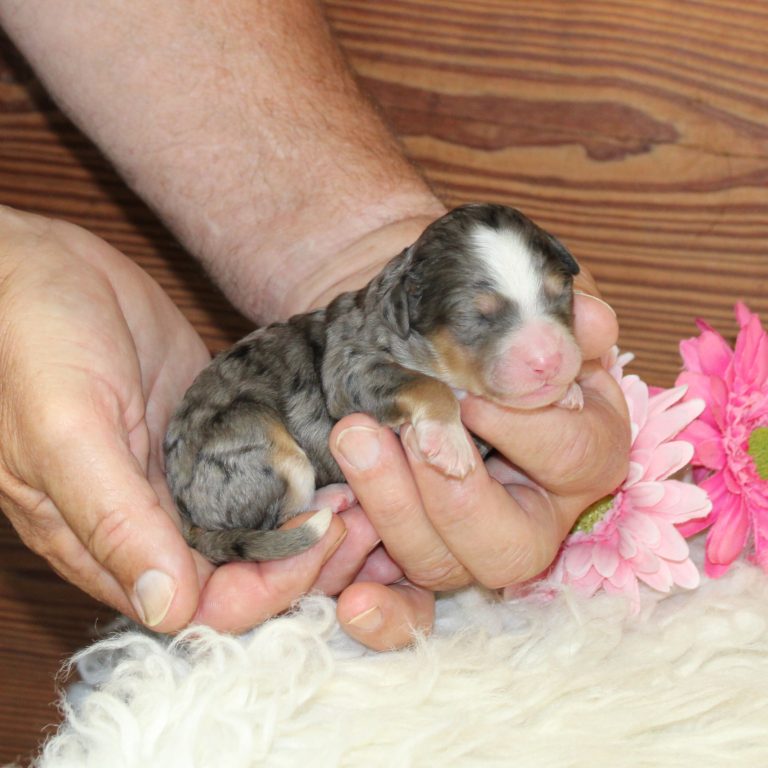 F1b Tiny micro-mini Bernedoodle female blue merle tri-color