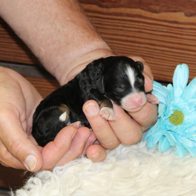 F1b Tiny micro-mini Bernedoodle male black tri-color