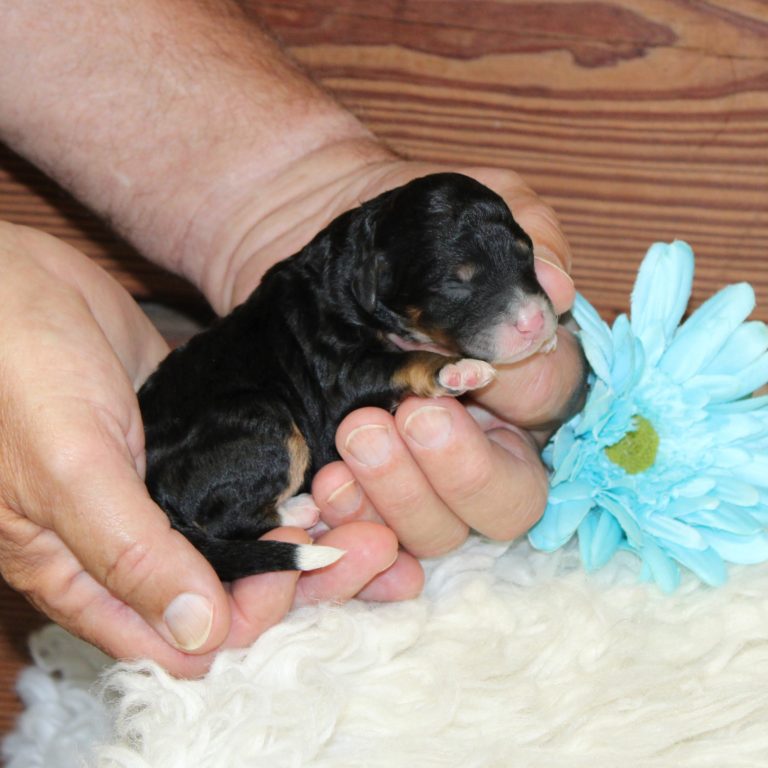 F1b Tiny micro-mini Bernedoodle male black tri-color