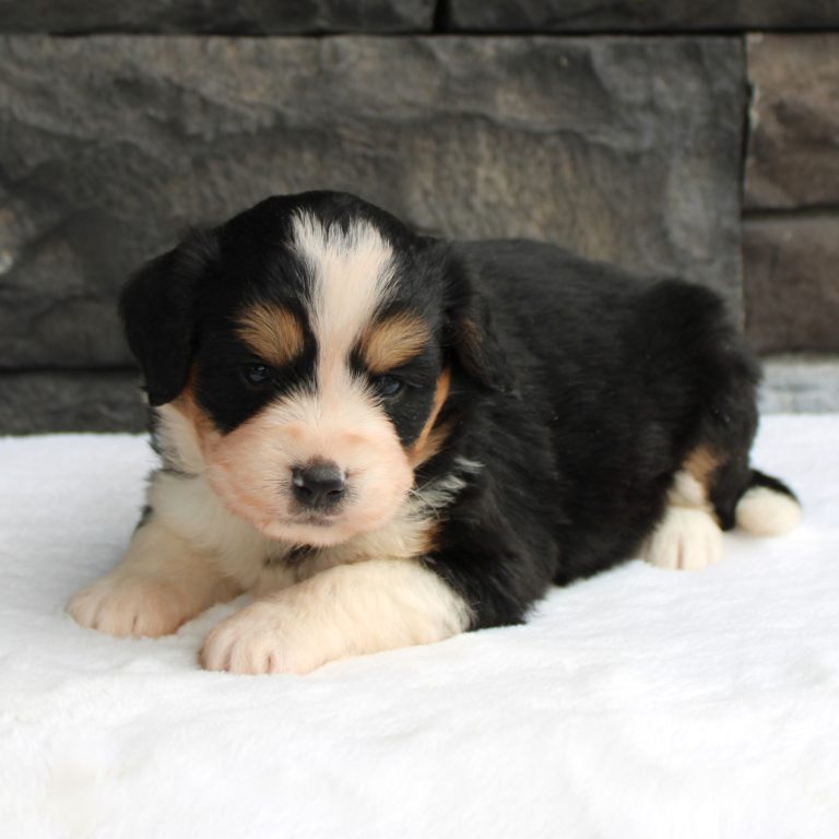 black tri-color female F1 mini Bernedoodle Parents genetically tested and OFA tested.