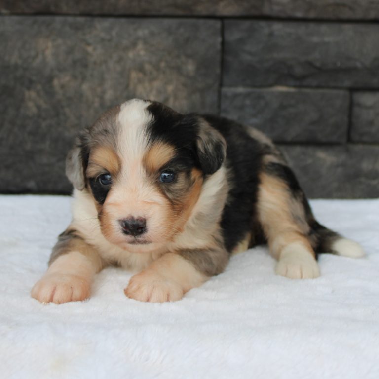 BLUE MERLE tri-color female F1 mini Bernedoodle Parents genetically tested and OFA tested.