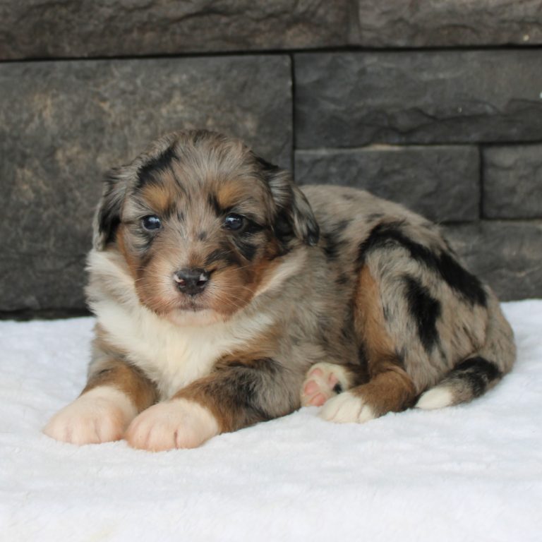 BLUE MERLE tri-color female F1 mini Bernedoodle Parents genetically tested and OFA tested.