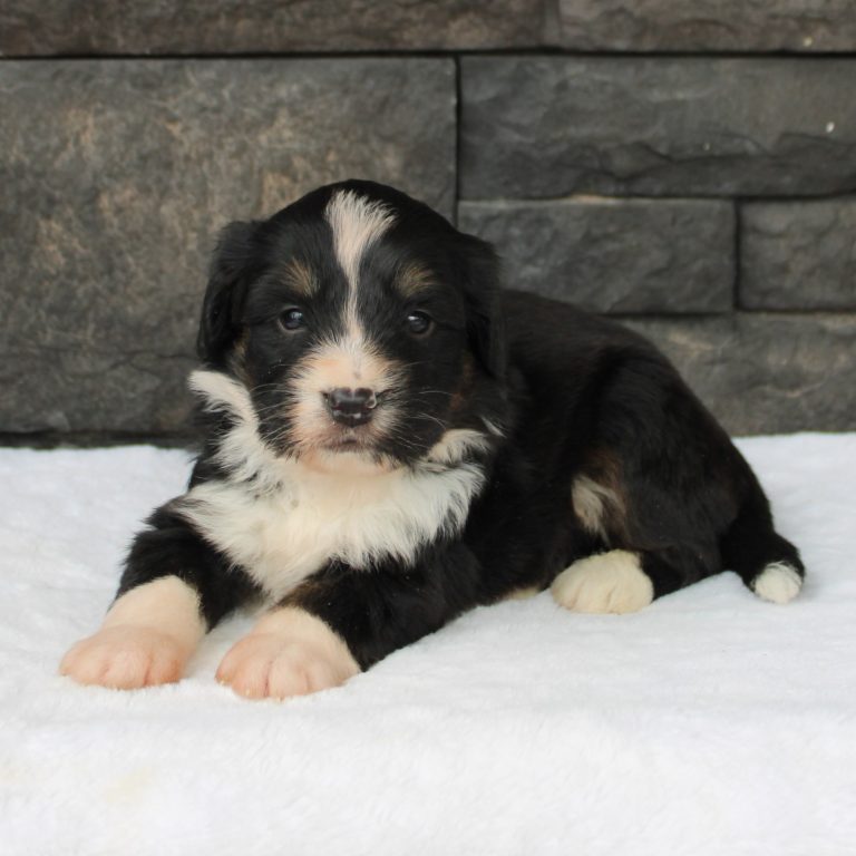 F1 black tri-color mini Bernedoodle male. Health tested, genetic clear, OFA Tested