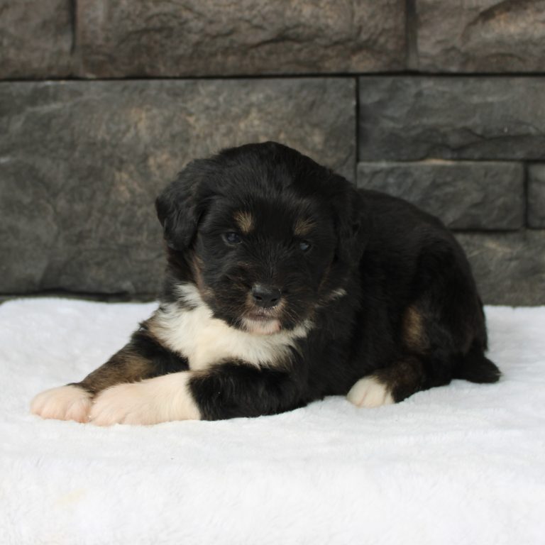F1 black tri-color mini Bernedoodle male. Health tested, genetic clear, OFA Tested