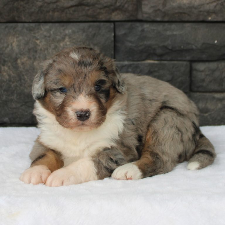 F1 merle tri-color mini Bernedoodle male. Health tested, genetic clear, OFA Tested