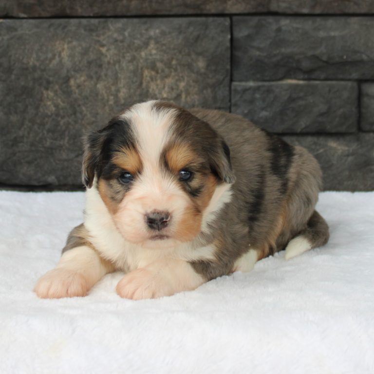 F1 merle tri-color mini Bernedoodle male. Health tested, genetic clear, OFA Tested