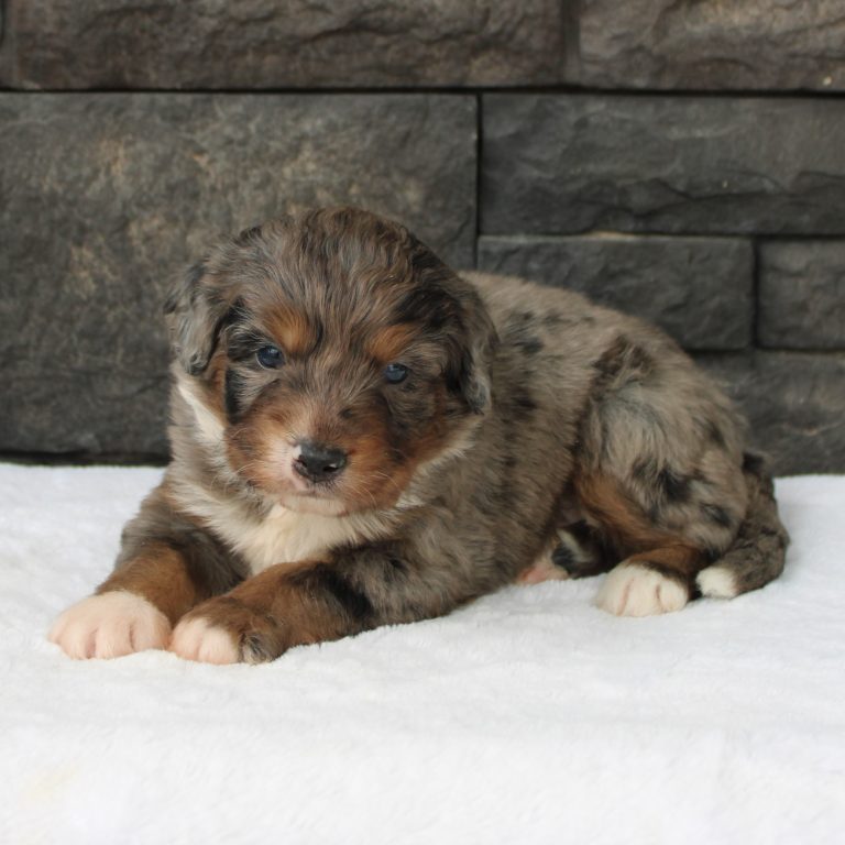 F1 merle tri-color mini Bernedoodle male. Health tested, genetic clear, OFA Tested