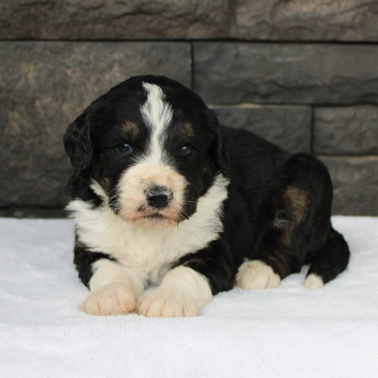 black tri-color female F1 standard Bernedoodle Parents genetically tested and OFA tested.